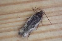 Cosmardia moritzella