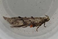 Teleiodes vulgella