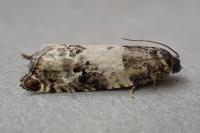 Gypsonoma sociana