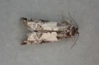 Gypsonoma sociana