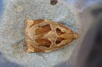 Archips crataegana
