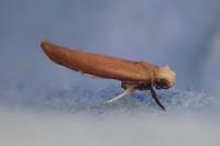 Zelleria hepariella