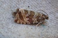 Celypha rivulana