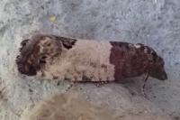 Spilonota ocellana