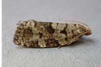 Dichelia histrionana