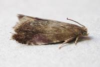 Strophedra weirana