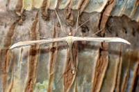 Emmelina monodactyla