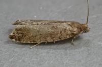 Epinotia nanana