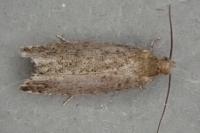 Epinotia nanana