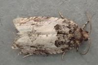 Gypsonoma dealbana