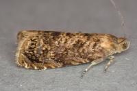 Grapholita lobarzewskii