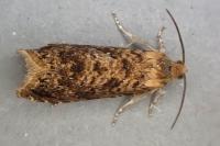 Grapholita lobarzewskii