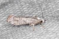 Paraswammerdamia albicapitella
