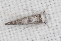 Paraswammerdamia albicapitella
