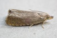 Dichrorampha plumbana