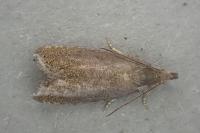Dichrorampha plumbana