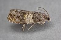 Celypha aurofasciana