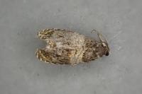 Celypha aurofasciana