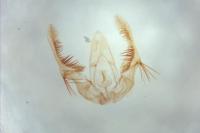 Celypha aurofasciana