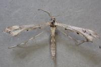 Platyptilia calodactyla