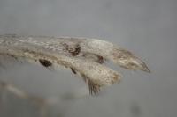 Platyptilia calodactyla
