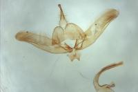 Platyptilia calodactyla