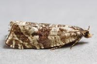 Celypha rivulana