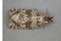 Celypha rivulana