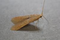 Coleophora lutipennella