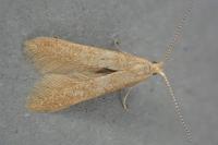 Coleophora lutipennella