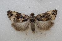 Endothenia marginana