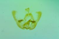 Endothenia marginana
