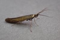 Coleophora deauratella