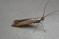 Coleophora deauratella