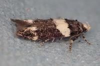 Recurvaria leucatella