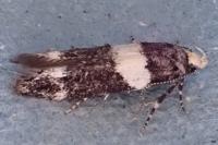 Recurvaria leucatella