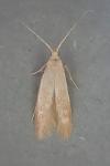 Coleophora flavipennella
