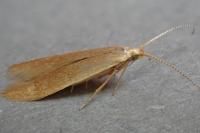 Coleophora flavipennella