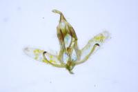 Cnephasia cupressivorana