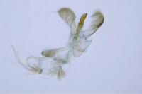 Caloptilia fribergensis