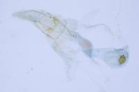 Batia lunaris
