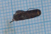 Depressaria albipunctella