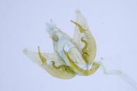 Depressaria albipunctella