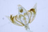 Depressaria radiosquamella