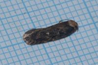 Depressaria radiosquamella
