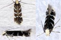 Oxypteryx superbella