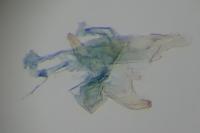 Oxypteryx superbella