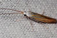 Coleophora currucipennella