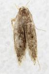 Bryotropha senectella
