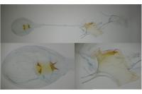 Bryotropha senectella